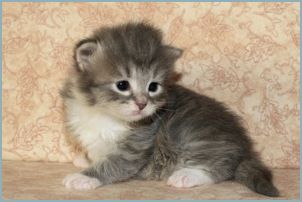 Male Siberian Kitten from Deedlebug Siberians